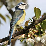 Mésange bleue