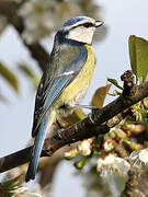 Mésange bleue