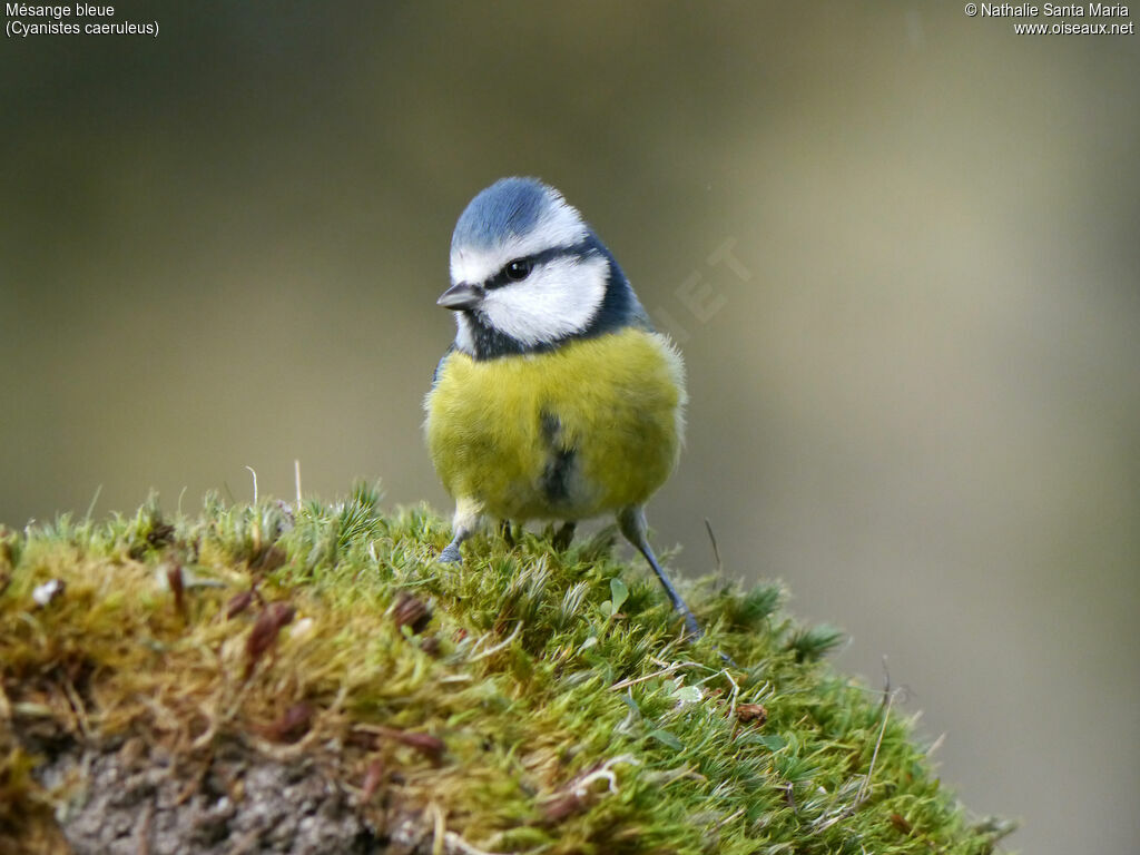 Mésange bleueadulte