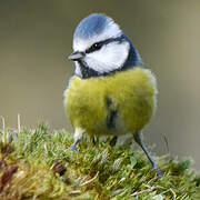 Eurasian Blue Tit