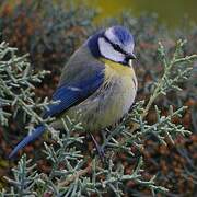 Eurasian Blue Tit