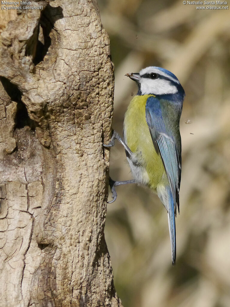 Eurasian Blue Tit