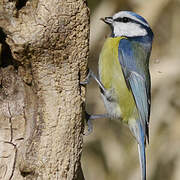 Eurasian Blue Tit