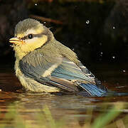 Mésange bleue