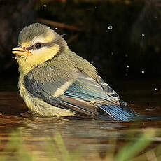 Mésange bleue