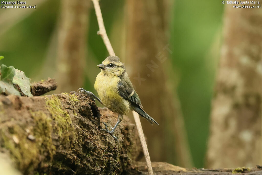 Mésange bleuejuvénile, identification