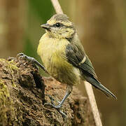 Eurasian Blue Tit