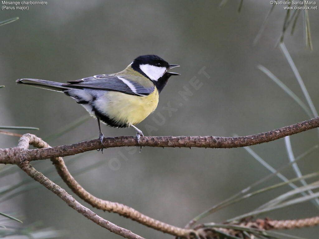 Great Tit male adult, identification, song, Behaviour