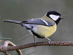 Great Tit