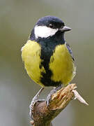 Great Tit