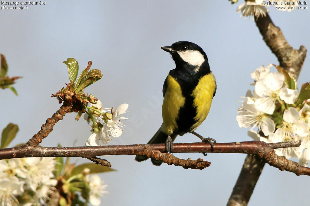 Mésange charbonnière mâle adulte, identification