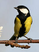 Great Tit