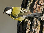 Mésange charbonnière