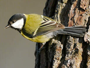 Mésange charbonnière