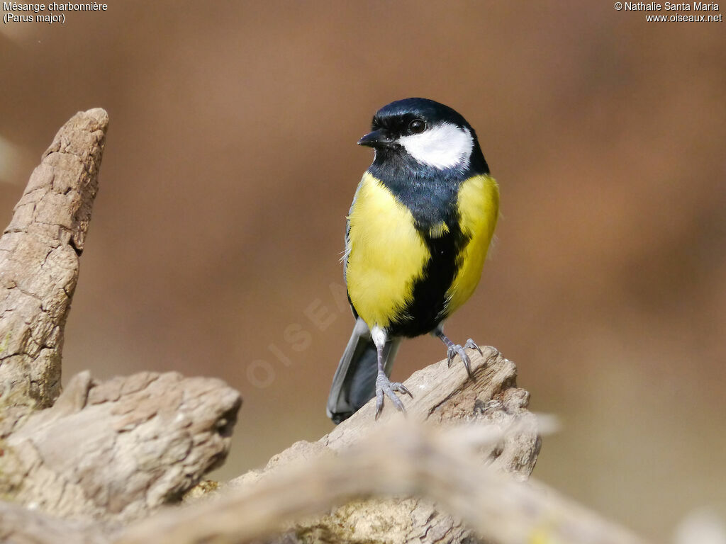 Mésange charbonnière mâle adulte