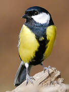 Great Tit