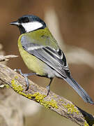 Great Tit