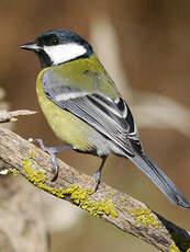 Mésange charbonnière