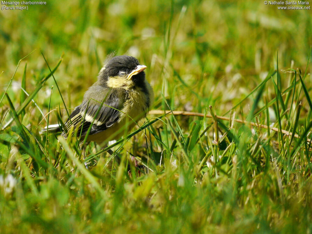 Great Titjuvenile, identification, walking, Behaviour