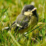 Mésange charbonnière