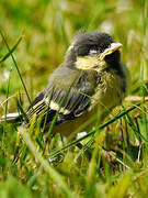 Great Tit