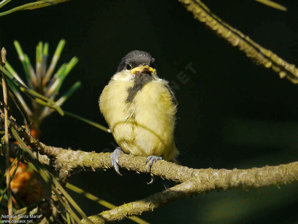 Mésange charbonnièrejuvénile, Comportement