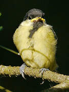 Great Tit