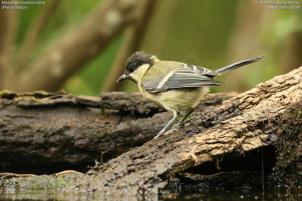 Mésange charbonnièrejuvénile, identification