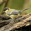 Mésange charbonnière