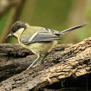 Great Tit