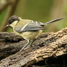 Mésange charbonnière