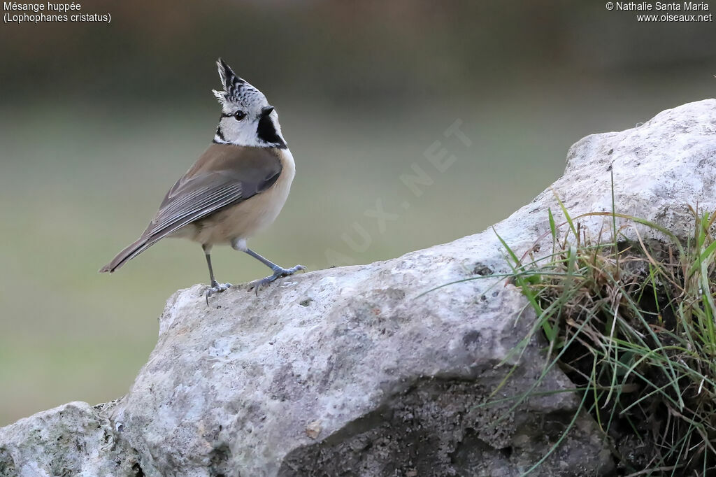 Mésange huppéeadulte, identification