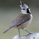Mésange huppée
