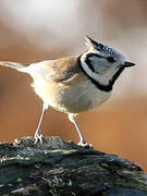 European Crested Tit