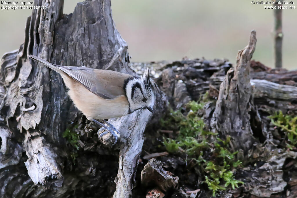 European Crested Titadult, identification, habitat