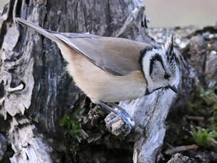 Mésange huppée