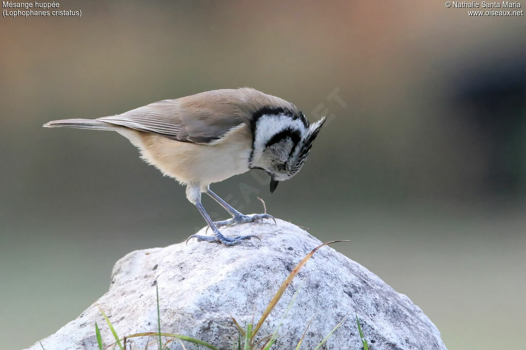 Crested Titadult, identification, habitat