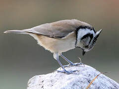 European Crested Tit