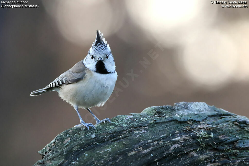 European Crested Titadult, identification, habitat