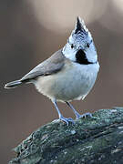 European Crested Tit