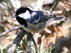 Coal Tit