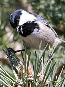 Coal Tit