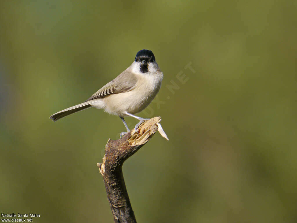 Marsh Titadult, aspect, pigmentation, Behaviour