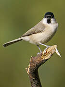 Marsh Tit