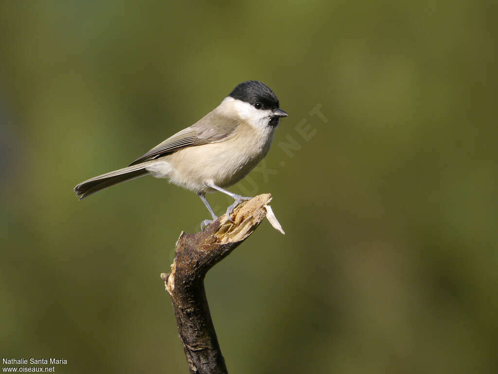 Mésange nonnetteadulte, identification