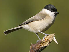 Marsh Tit