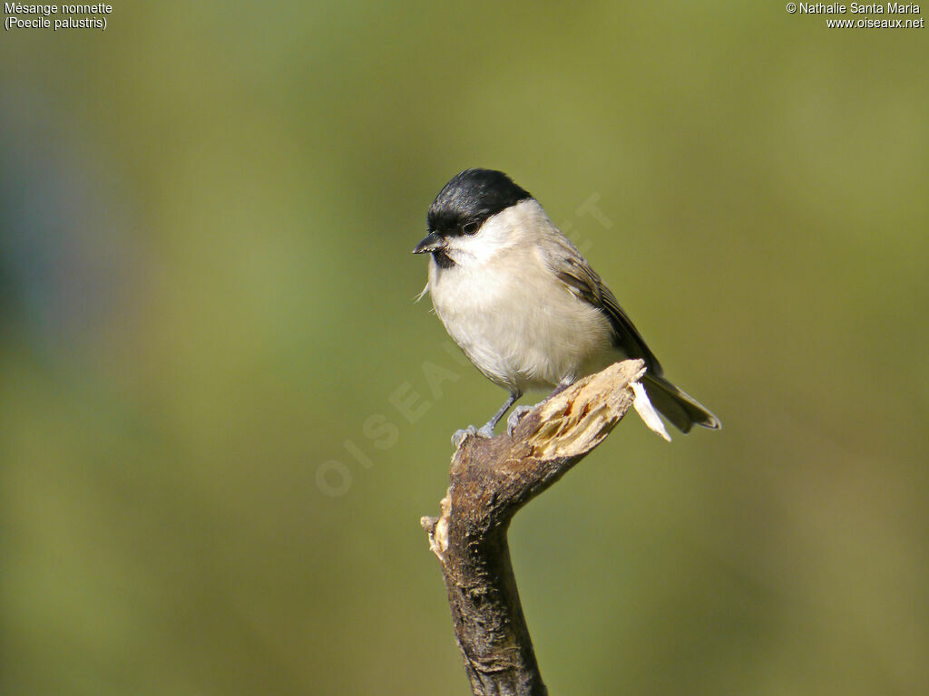 Mésange nonnetteadulte, identification, Comportement