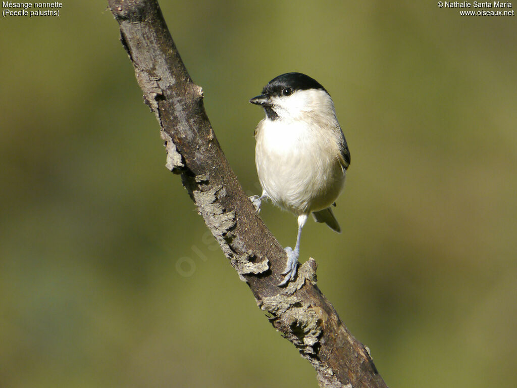 Mésange nonnetteadulte, identification, Comportement