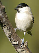 Marsh Tit