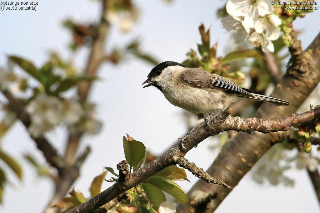 Marsh Tit